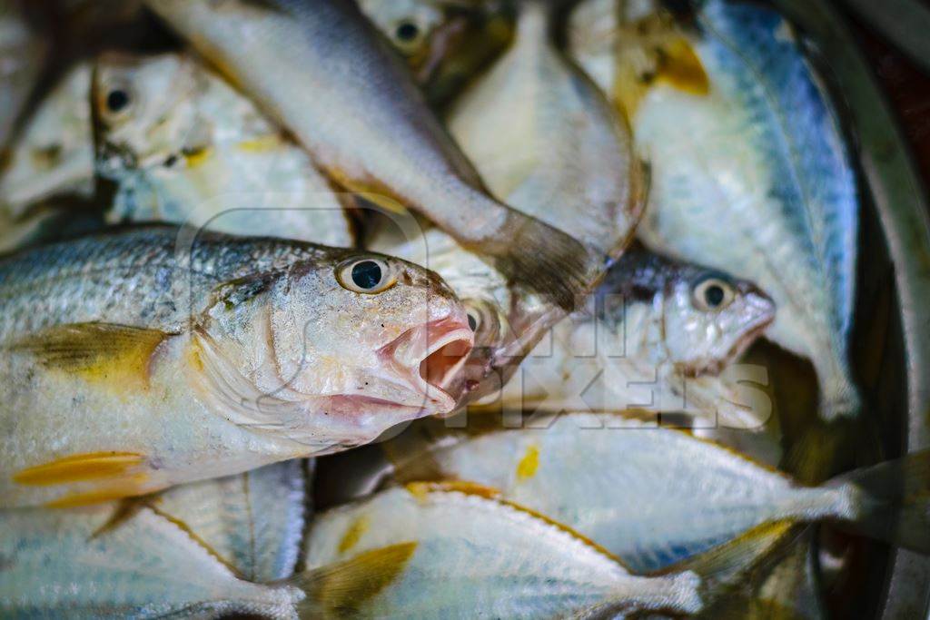 Fish gasping with open mouths on sale at a fish market