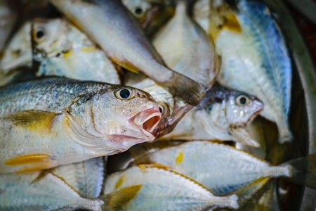 Fish gasping with open mouths on sale at a fish market