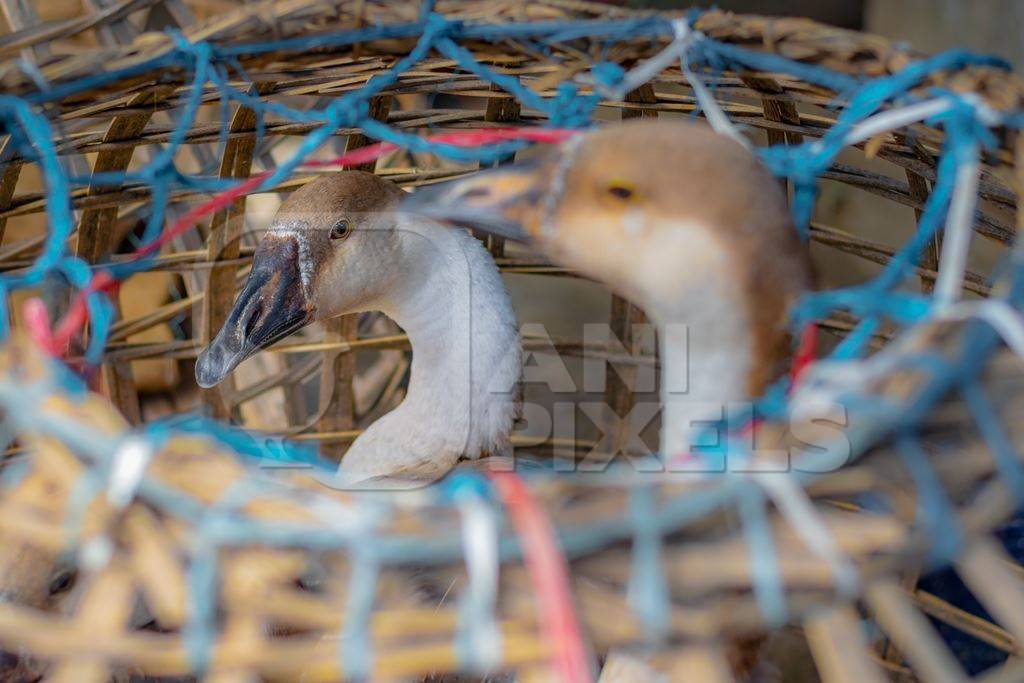 Indian geese on sale in baskets at a live animal market in the city of Imphal in Manipur in the Northeast of India