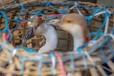 Indian geese on sale in baskets at a live animal market in the city of Imphal in Manipur in the Northeast of India