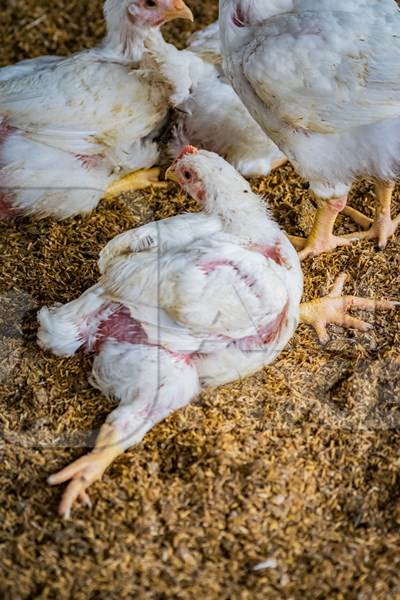 Crippled Indian broiler chicken with splayed legs on a poultry meat broiler farm in Maharashtra, India, 2016