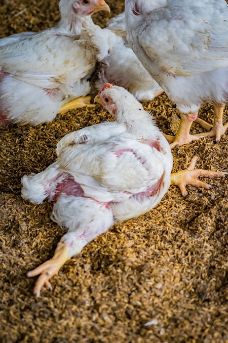 Crippled Indian broiler chicken with splayed legs on a poultry meat broiler farm in Maharashtra, India, 2016