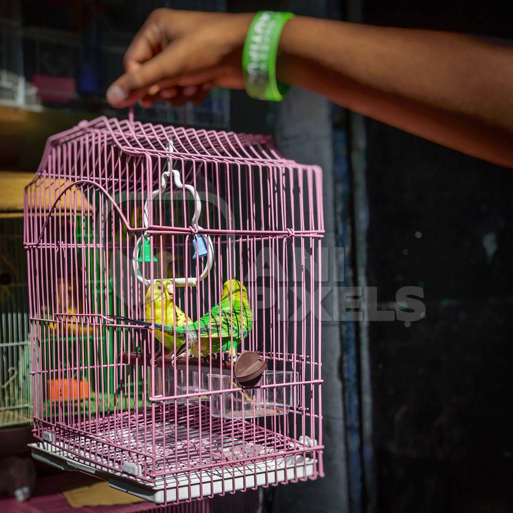 Man holding yellow and green cockatiel or budgerigar birds in pink cage  on sale at Crawford pet market