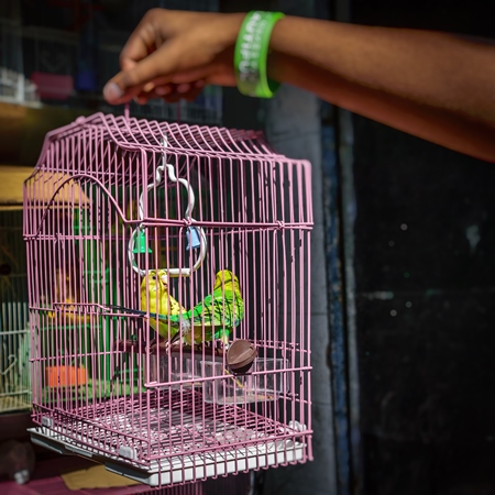 Man holding yellow and green cockatiel or budgerigar birds in pink cage  on sale at Crawford pet market