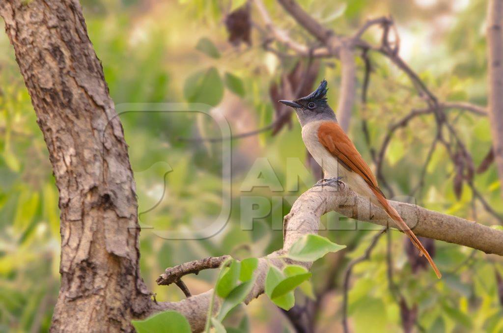 Photo of Indian paradise flycatcher sitting in a tree, India