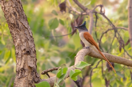 Photo of Indian paradise flycatcher sitting in a tree, India