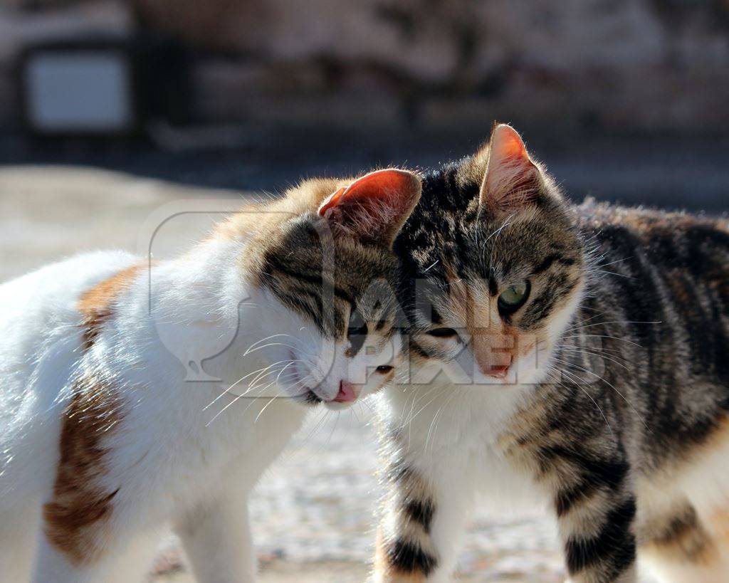 Two friendly street calico cats rubbing heads