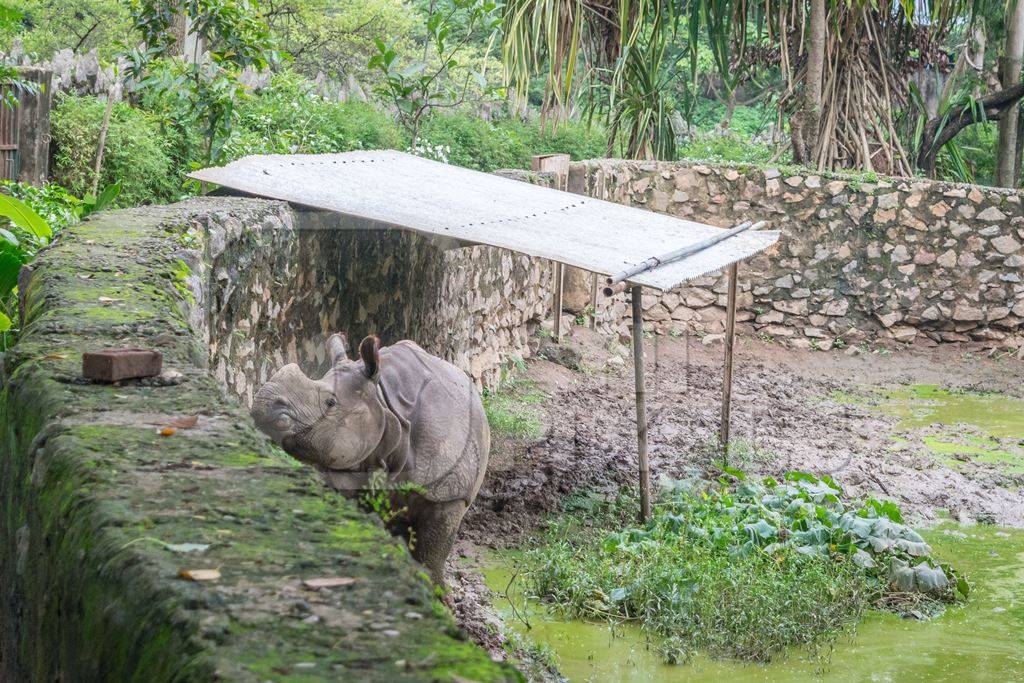 Lonely single male Indian one-horned rhino in a small enclosure at Assam state zoo in Guwahati, India