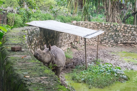 Lonely single male Indian one-horned rhino in a small enclosure at Assam state zoo in Guwahati, India