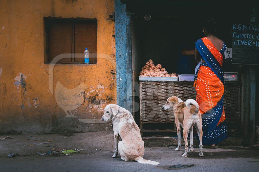 Indian street or stray pariah dogs waiting to be fed outside a chicken meat shop in Pune, India, 2021