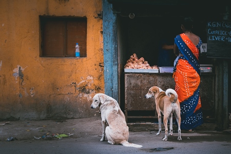 Indian street or stray pariah dogs waiting to be fed outside a chicken meat shop in Pune, India, 2021