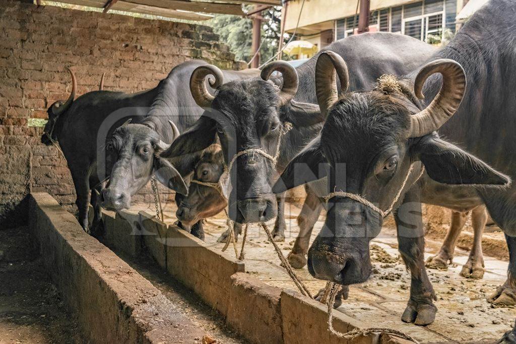Farmed Indian buffaloes tied up in the street on an urban buffalo dairy farm, Pune, India, 2017