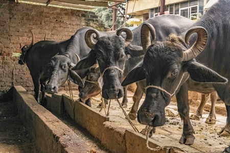 Farmed Indian buffaloes tied up in the street on an urban buffalo dairy farm, Pune, India, 2017