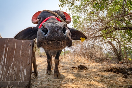Face of farmed buffalo used for dairy or animal labour on a rural farm in Maharashtra, India