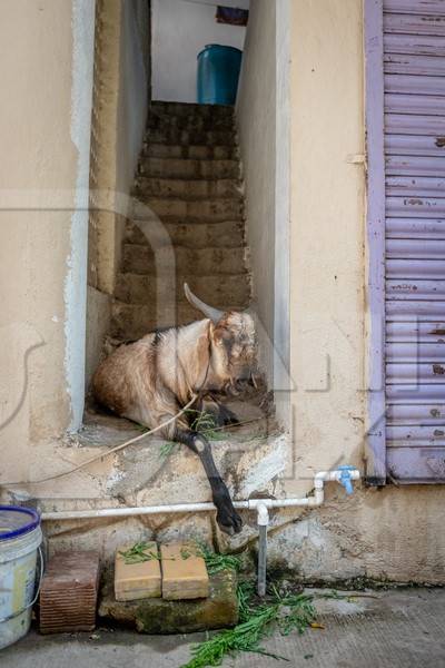 Large male goat tied up outside house to be slaughtered for Eid sacrifice in urban city of Pune, India