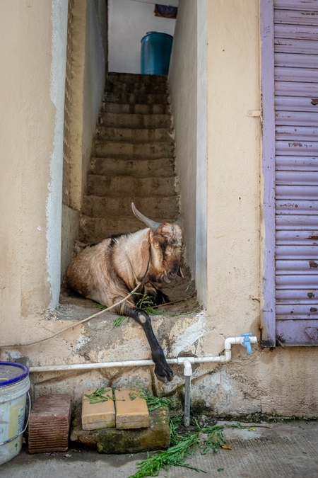 Large male goat tied up outside house to be slaughtered for Eid sacrifice in urban city of Pune, India