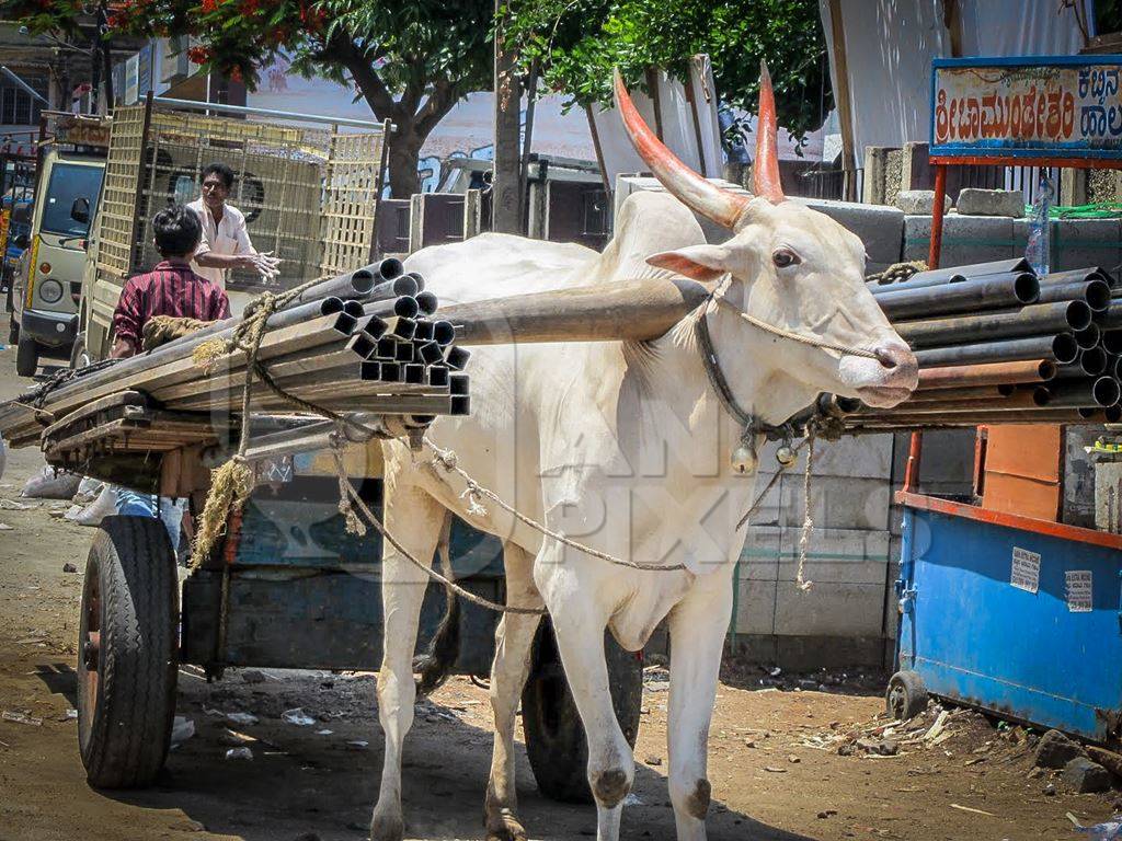 White bullock with large horns harnessed to cart carrying construction materials