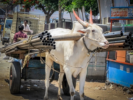 White bullock with large horns harnessed to cart carrying construction materials