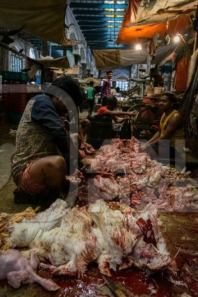 Slaughter workers killing chickens by cutting their throats with knives, at the chicken meat market inside New Market, Kolkata, India, 2022