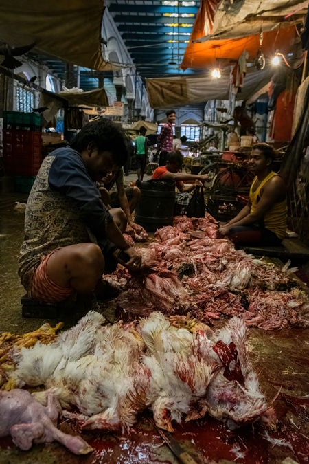 Slaughter workers killing chickens by cutting their throats with knives, at the chicken meat market inside New Market, Kolkata, India, 2022