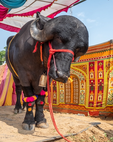 Large jaffarabadi buffalo bull exhibited at Pushkar camel fair with orange background