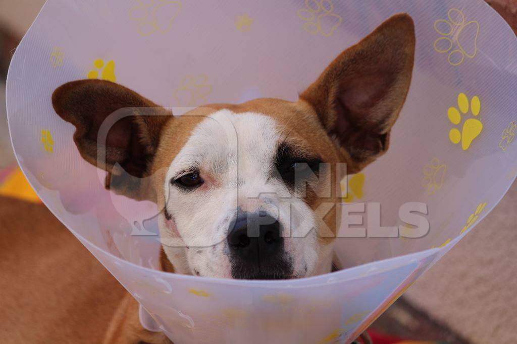 Injured dog wearing plastic Elizabethan collar to aid recovery