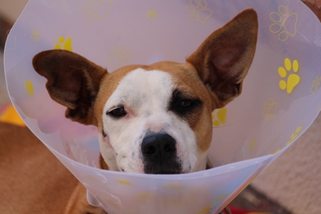 Injured dog wearing plastic Elizabethan collar to aid recovery