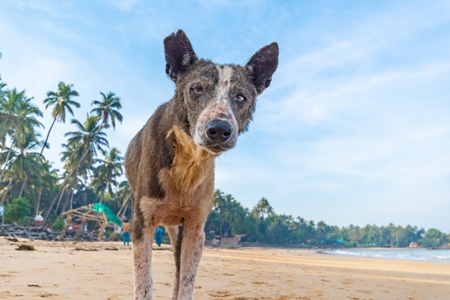 Old stray Indian street dog with skin infection or mange on the beach in Maharashtra, India
