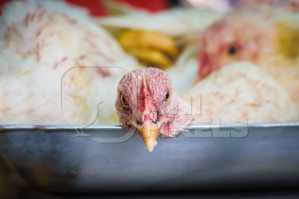 Broiler chicken sitting in a weighing scale at a chicken shop