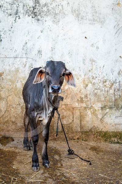 Indian brahman cow calf tied up on an urban dairy farm or tabela, Aarey milk colony, Mumbai, India, 2023