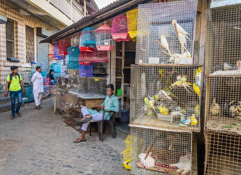 Cockatiels or budgerigars in cages on sale at Crawford pet market