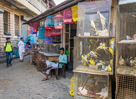 Cockatiels or budgerigars in cages on sale at Crawford pet market