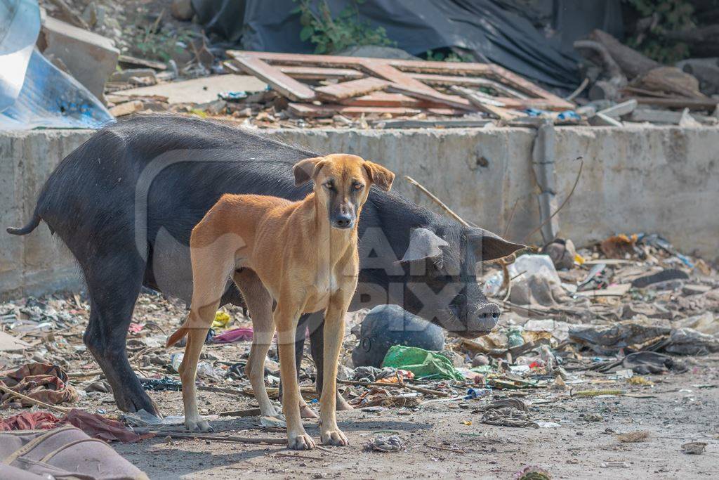 Indian street or stray dog and urban or feral pig in a slum area in an urban city in Maharashtra in India