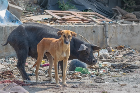 Indian street or stray dog and urban or feral pig in a slum area in an urban city in Maharashtra in India