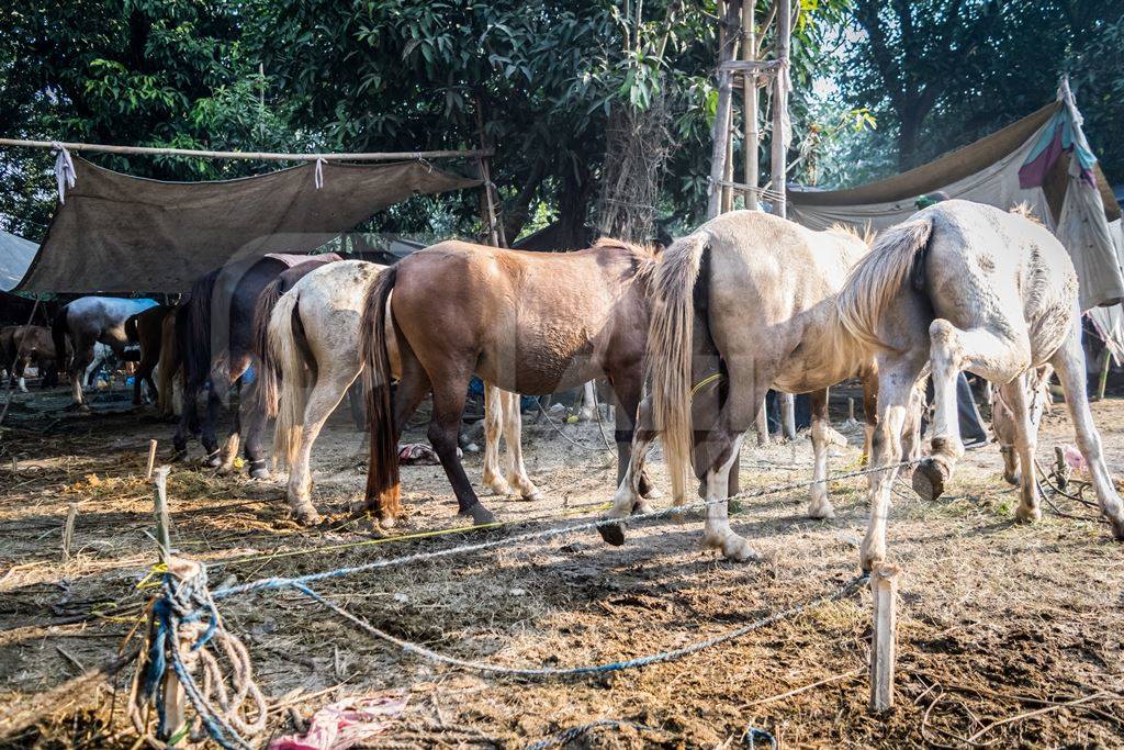 Many horses tied up in a line at Sonepur cattle fair