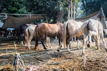 Many horses tied up in a line at Sonepur cattle fair