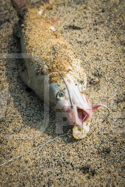 Alive fish with hook in mouth gasping on a sandy beach in Kerala