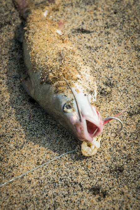 Alive fish with hook in mouth gasping on a sandy beach in Kerala