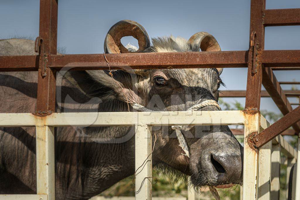 Indian buffaloes tied up in a transport truck at Nagaur Cattle Fair, Nagaur, Rajasthan, India, 2022