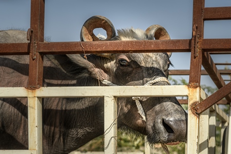 Indian buffaloes tied up in a transport truck at Nagaur Cattle Fair, Nagaur, Rajasthan, India, 2022