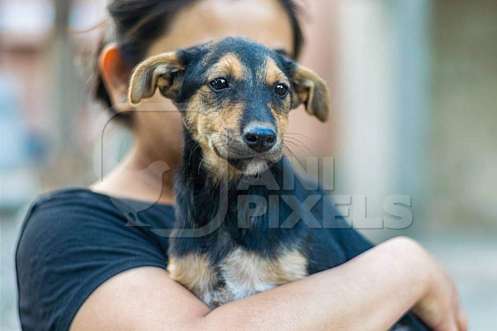 Volunteer animal rescuer girl holding small cute black and tan puppy in her arms