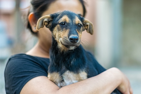 Volunteer animal rescuer girl holding small cute black and tan puppy in her arms