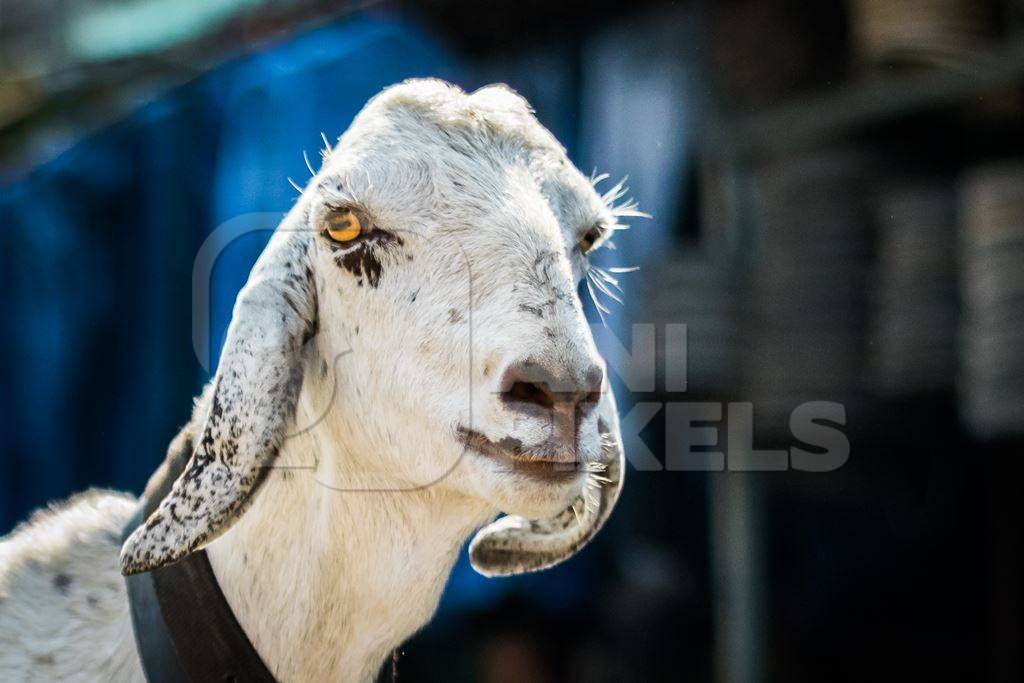 Goats in the street outside mutton shops in an urban city