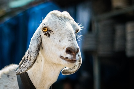 Goats in the street outside mutton shops in an urban city