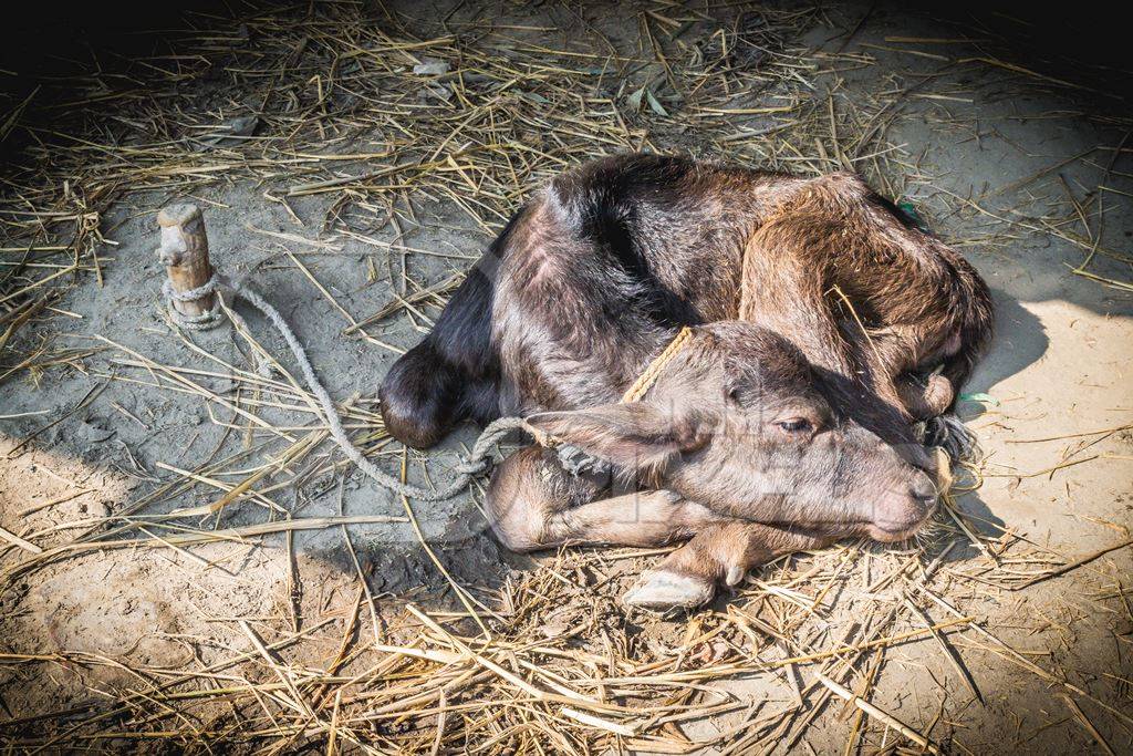 Small brown buffalo calf sleeping on the ground tied to post at Sonepur cattle fair