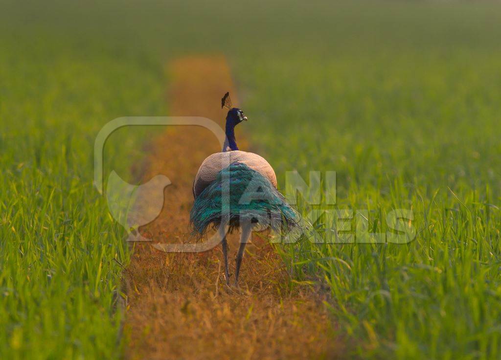 Peacock bird walking along path in green grass