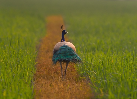 Peacock bird walking along path in green grass
