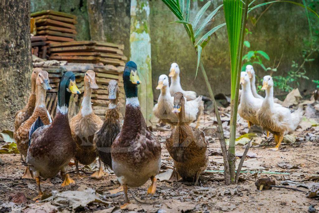 Flock of ducks in small family farm in rural hill station