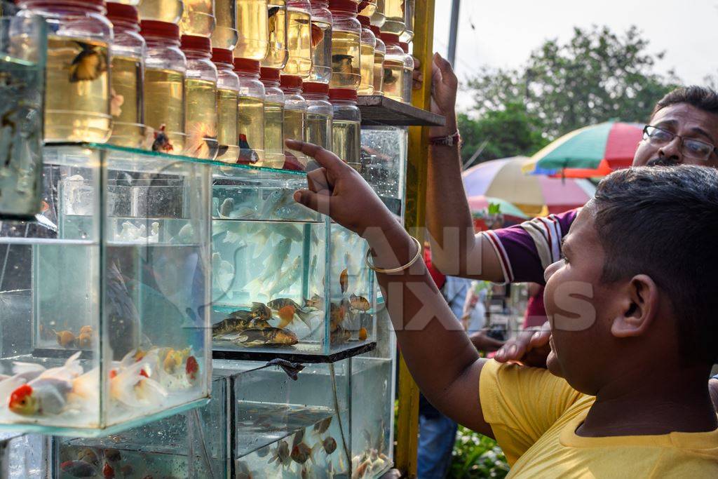 People pointing at fish in small containers and tanks in the aquarium trade on sale at Galiff Street pet market, Kolkata, India, 2022