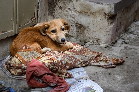 Indian street dog puppy or stray pariah dog puppy sleeping on rags, Jodhpur, India, 2022